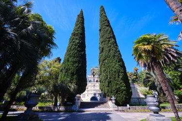 20 MEDITERRANEAN CYPRESS TREE Italian Pencil Pine Cedar Cupressus Sempervirens Stricta Seeds